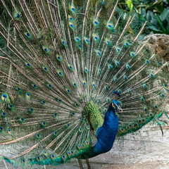 Naklejka premium Peacock spreading its beautiful feathers - Square image