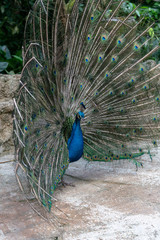 Obraz premium Peacock spreading its beautiful feathers - Square image