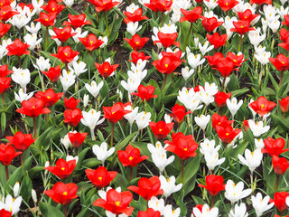 Red tulips and white crocus