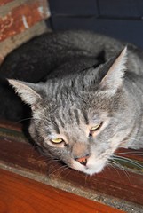 Chat