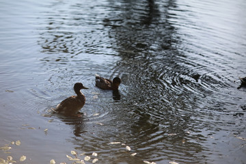 Little waterfowl in the pond. Ducks with chicks in spring park.