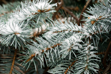 Naklejka na ściany i meble spruce twigs covered with snow