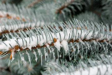 Naklejka na ściany i meble spruce twigs covered with snow