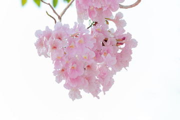 chompoo pantip or pink pantip sakura blossom in Thailand