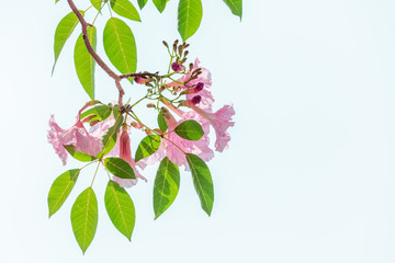 chompoo pantip or pink pantip sakura blossom in Thailand