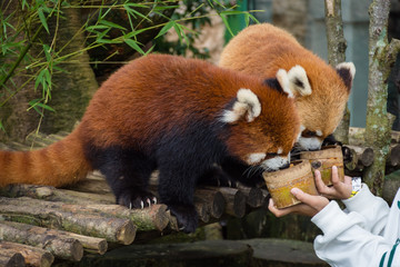 Two red pandas from Bogor Safari Park that are specially brought from China are enjoying the food provided by visitors.