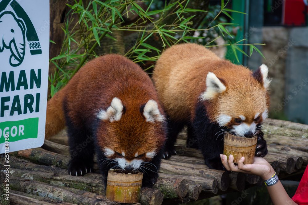 Wall mural Two red pandas from Bogor Safari Park that are specially brought from China are enjoying the food provided by visitors.