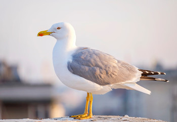 White seagull on the city roof close-up 2