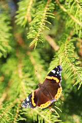 A small butterfly will sit on a tree in spring evening.