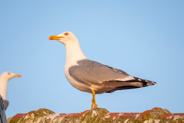 White seagull on the city roof close-up 4