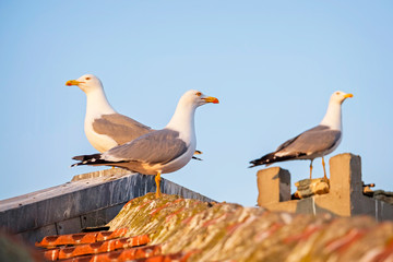 Three seagulls on the city roof close-up