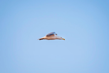 A seagull soaring in the sky 3