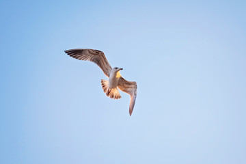 A seagull soaring in the sky 4