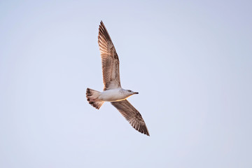 A seagull soaring in the sky 5