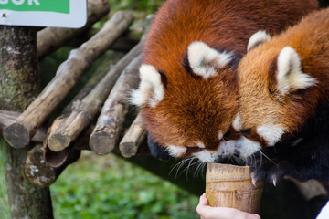 Two red pandas from Bogor Safari Park that are specially brought from China are enjoying the food provided by visitors.