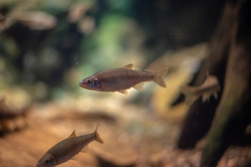 School of fresh water fish