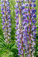 Obraz premium A lot of violet lupines field. Rustic garden on the background of a wooden house