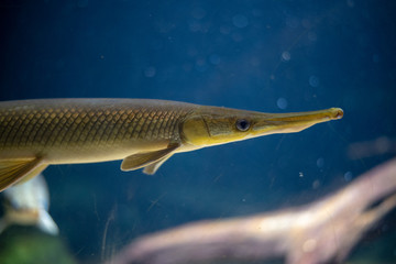 Detail of a longnose gar