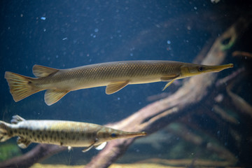 A longnose gar and an sppoted gar