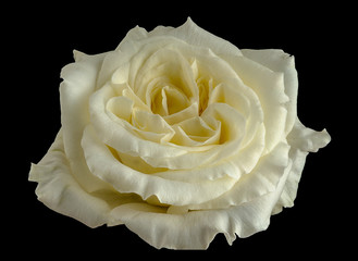White Rose Isolated on Black Background
