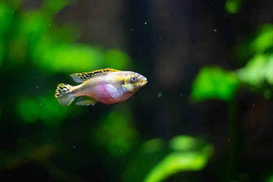 Rainbow krib in an aquarium