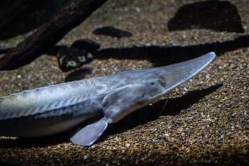 Pallid sturgeon on the bed of a river - 251127557
