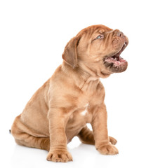 Side view of a mastiff puppy barking, sitting. Isolated on white background
