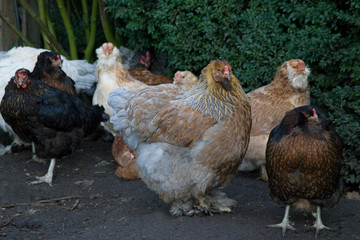 Hühner im Garten
