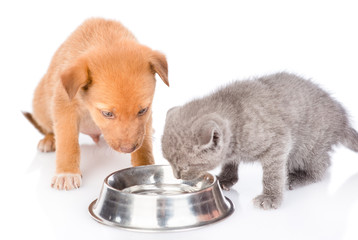 Puppy and kitten drink water together. isolated on white background