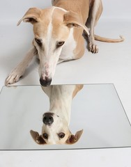 brown galgo is lying in the white studio and looking down into a mirror