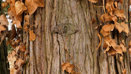living tree with an eye in it's stem looking at the camera observing it's surroundings