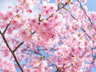 桜と空