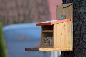 Futterstation für Eichhörnchen mit Erdnüssen gefüllt