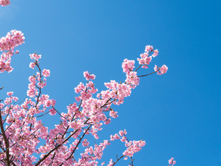 桜と空
