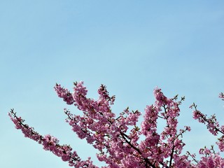 桜と青空