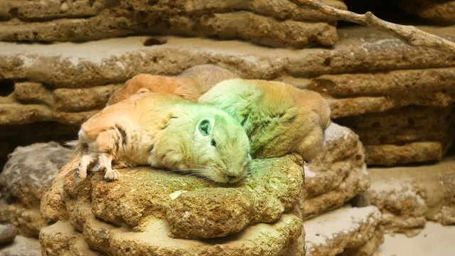Common Gundi is sleeping on stone in zoo