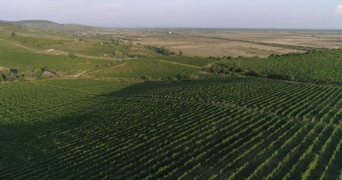 Aerial view: Amazing flying over the grape fields on the sunset. 4k