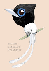 Bird cartoon, White Indian Paradise Flycatcher paintting.