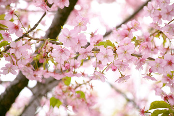 満開の桜　日本の春