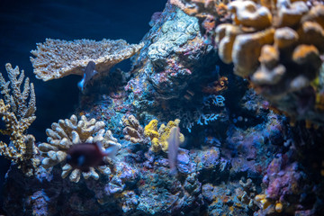 Colorful coral reef on dim light