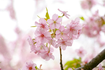 Fototapeta na wymiar 満開の桜　日本の春