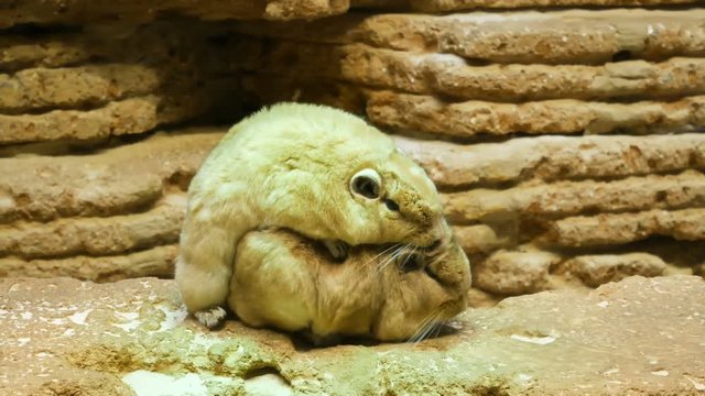 Common Gundi pair have sex in zoo. Captive breeding concept