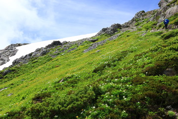 Fototapeta premium 北アルプス三俣蓮華岳 山頂直下のお花畑 シナノキンバイ、ハクサンイチゲ