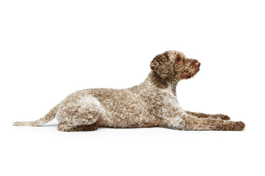 beautiful lagotto romagnolo dog on white background