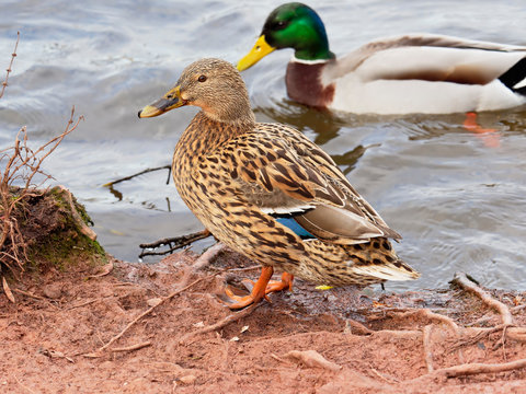 Close up of a female Mallard standing at the waters edge