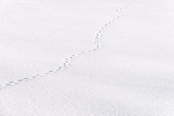 fox foot prints in deep snow