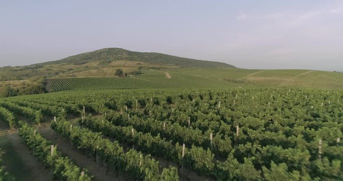 Aerial view: Amazing flying over the grape fields. 4k