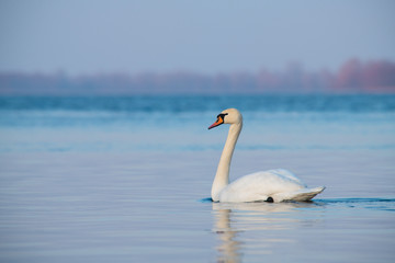 Two swans lake winter wild life nature