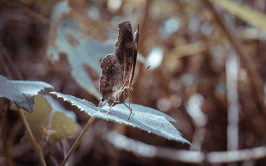 Brown Butterfly On The Leaf