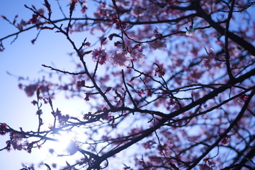 東京の桜